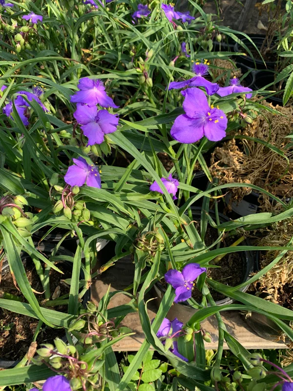 Tradescantia Virginia Purple Spiderwort Live Plant – 1 ft Tall in 6" Pot – Outdoor Flower - Image 1