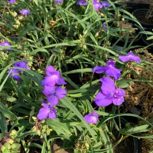 Tradescantia Virginia Purple Spiderwort Live Plant – 1 ft Tall in 6" Pot – Outdoor Flower - Image 2