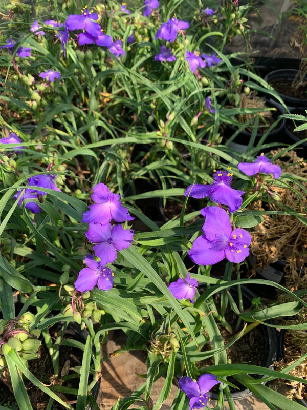 Tradescantia Virginia Purple Spiderwort Live Plant – 1 ft Tall in 6" Pot – Outdoor Flower - Image 2