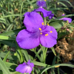 Tradescantia Virginia Purple Spiderwort Live Plant – 1 ft Tall in 6