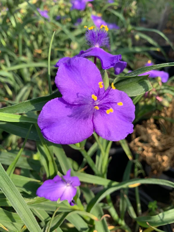 Tradescantia Virginia Purple Spiderwort Live Plant – 1 ft Tall in 6" Pot – Outdoor Flower - Image 3