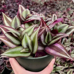 Tradescantia Zebrina Live Plant – Purple Inch Plant – Rare Houseplant in 2, 4, 6 inch pot - Image 2