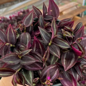 Tradescantia Zebrina Live Plant – Purple Inch Plant – Rare Houseplant in 2, 4, 6 inch pot - Image 3