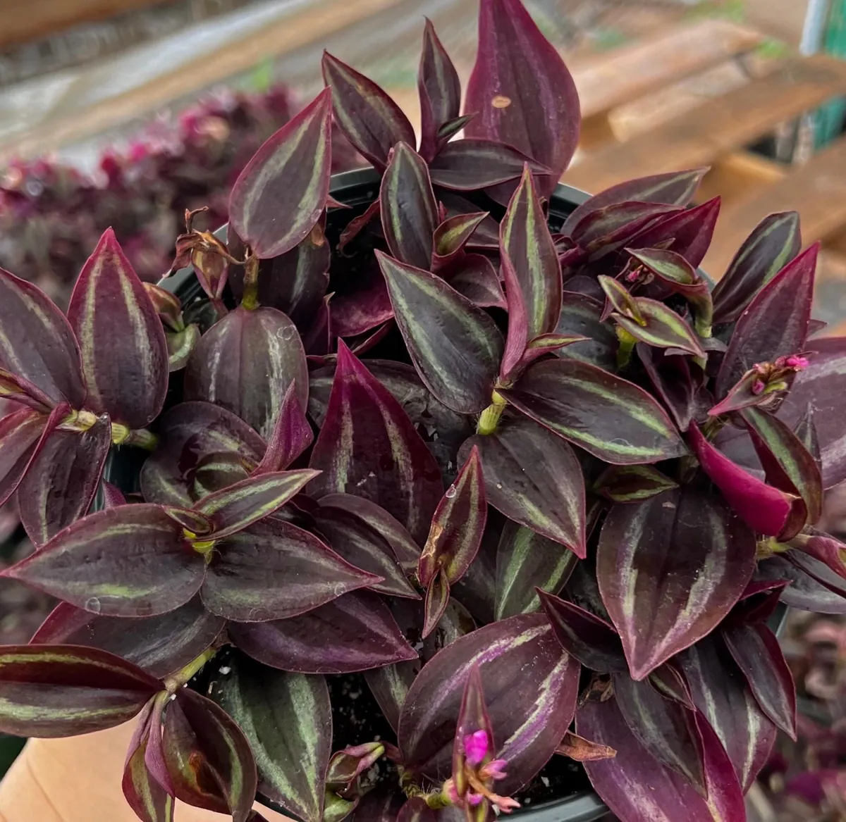 Tradescantia Zebrina Live Plant – Purple Inch Plant – Rare Houseplant in 2, 4, 6 inch pot - Image 3