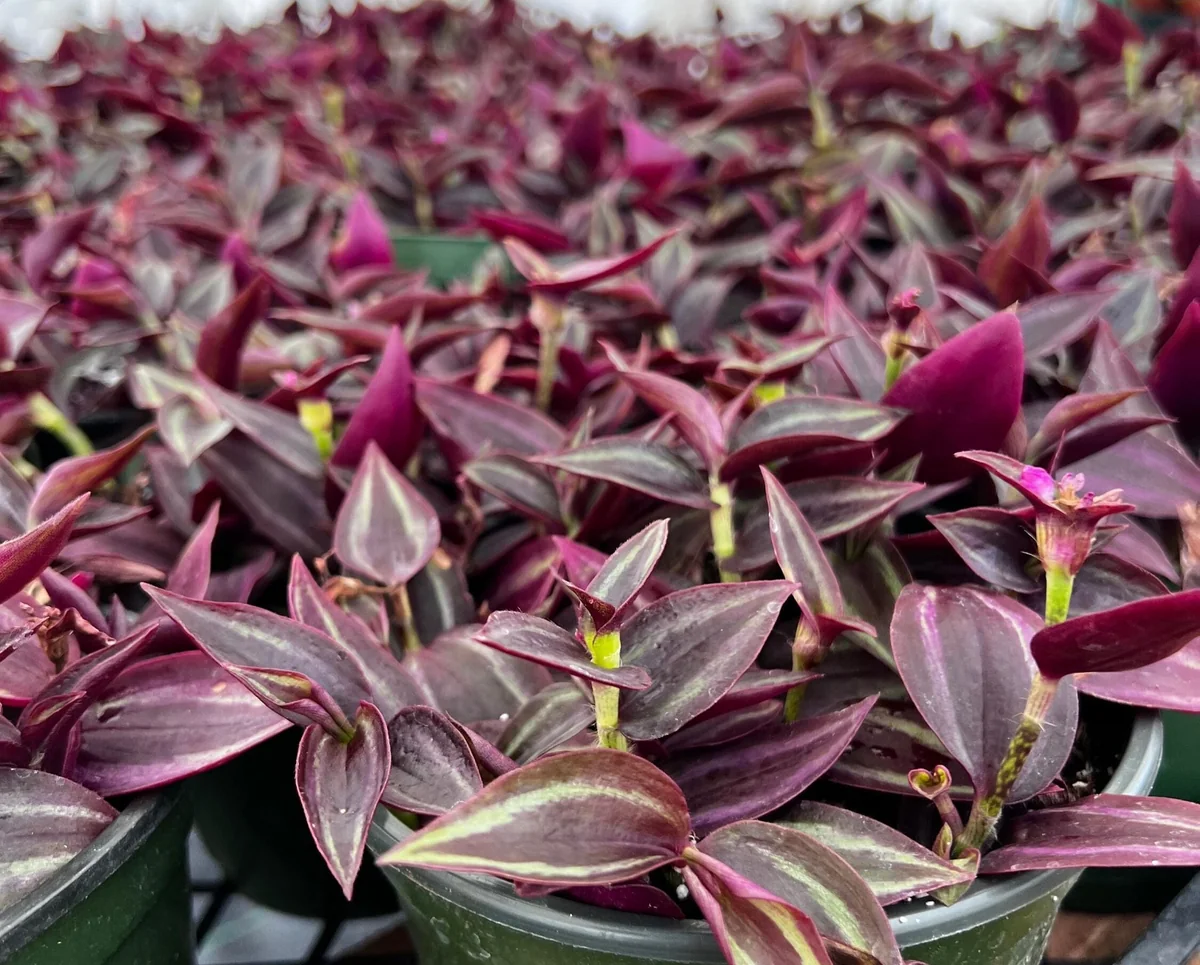 Tradescantia Zebrina Live Plant – Purple Inch Plant – Rare Houseplant in 2, 4, 6 inch pot - Image 4