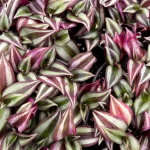 Tradescantia Zebrina Live Plant – Purple Inch Plant – Rare Houseplant in 2, 4, 6 inch pot - Image 5