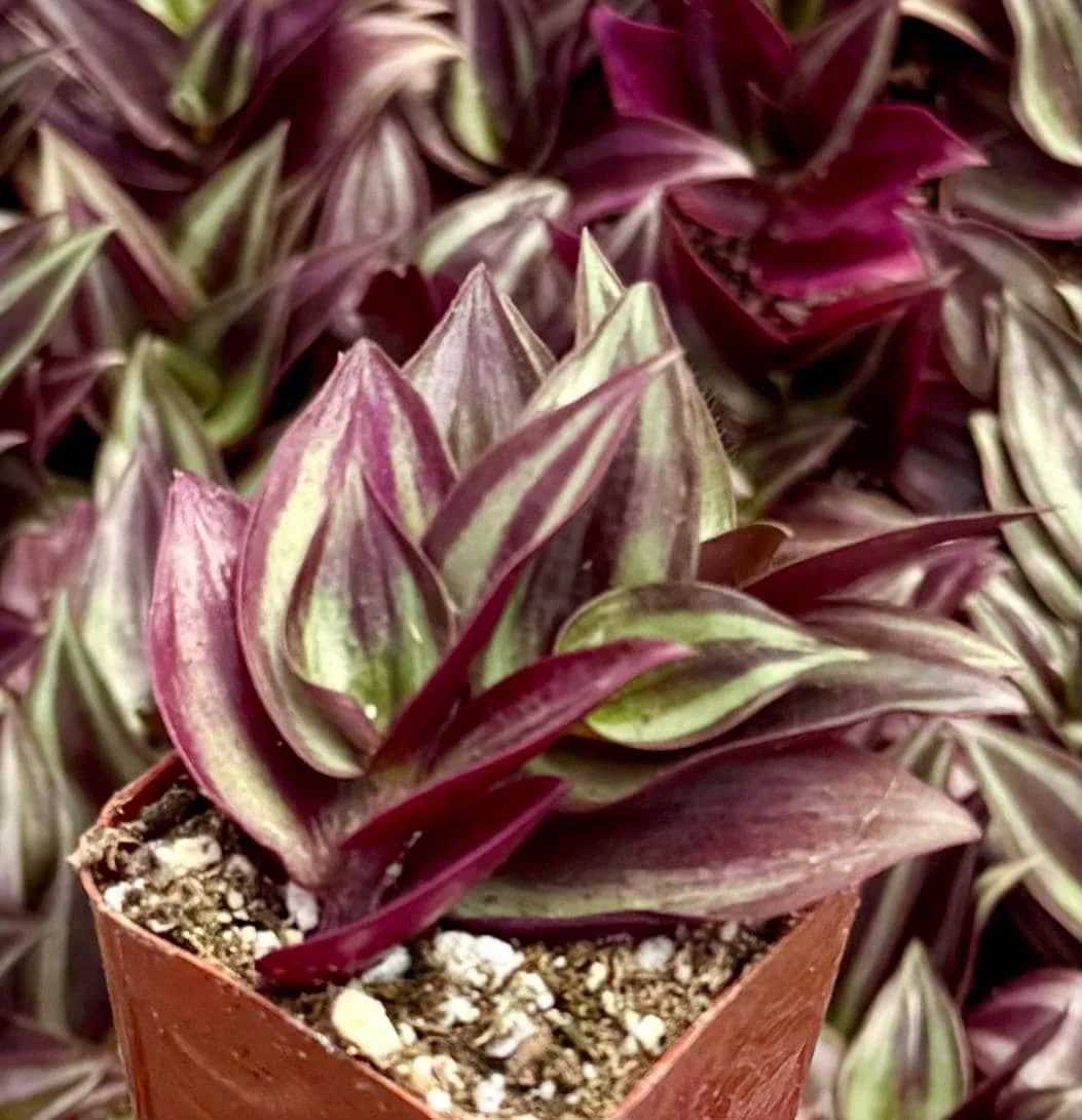 Tradescantia Zebrina Live Plant – Purple Inch Plant – Rare Houseplant in 2, 4, 6 inch pot - Image 6
