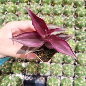 Tradescantia zebrina Violet Wandering Dude Live Houseplant - Indoor Plant - Image 3
