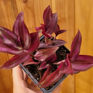 Tradescantia zebrina Violet Wandering Dude Live Houseplant - Indoor Plant - Image 4