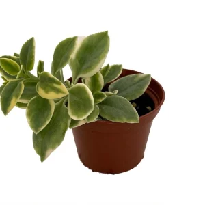 Trailing Ice Plant Live Succulent - Dorotheanthus bellidiformis - 2.5" Pot - Indoor/Outdoor - Image 2