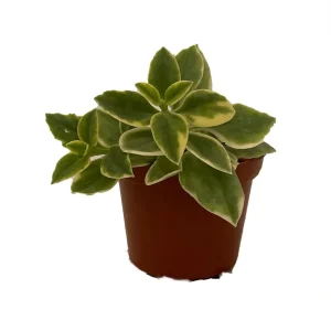Trailing Ice Plant Live Succulent - Dorotheanthus bellidiformis - 2.5" Pot - Indoor/Outdoor - Image 1