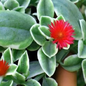 Trailing Ice Plant Live Succulent - Dorotheanthus bellidiformis - 2.5
