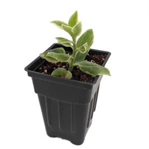 Trailing Ice Plant Live Succulent - Dorotheanthus bellidiformis - 2.5