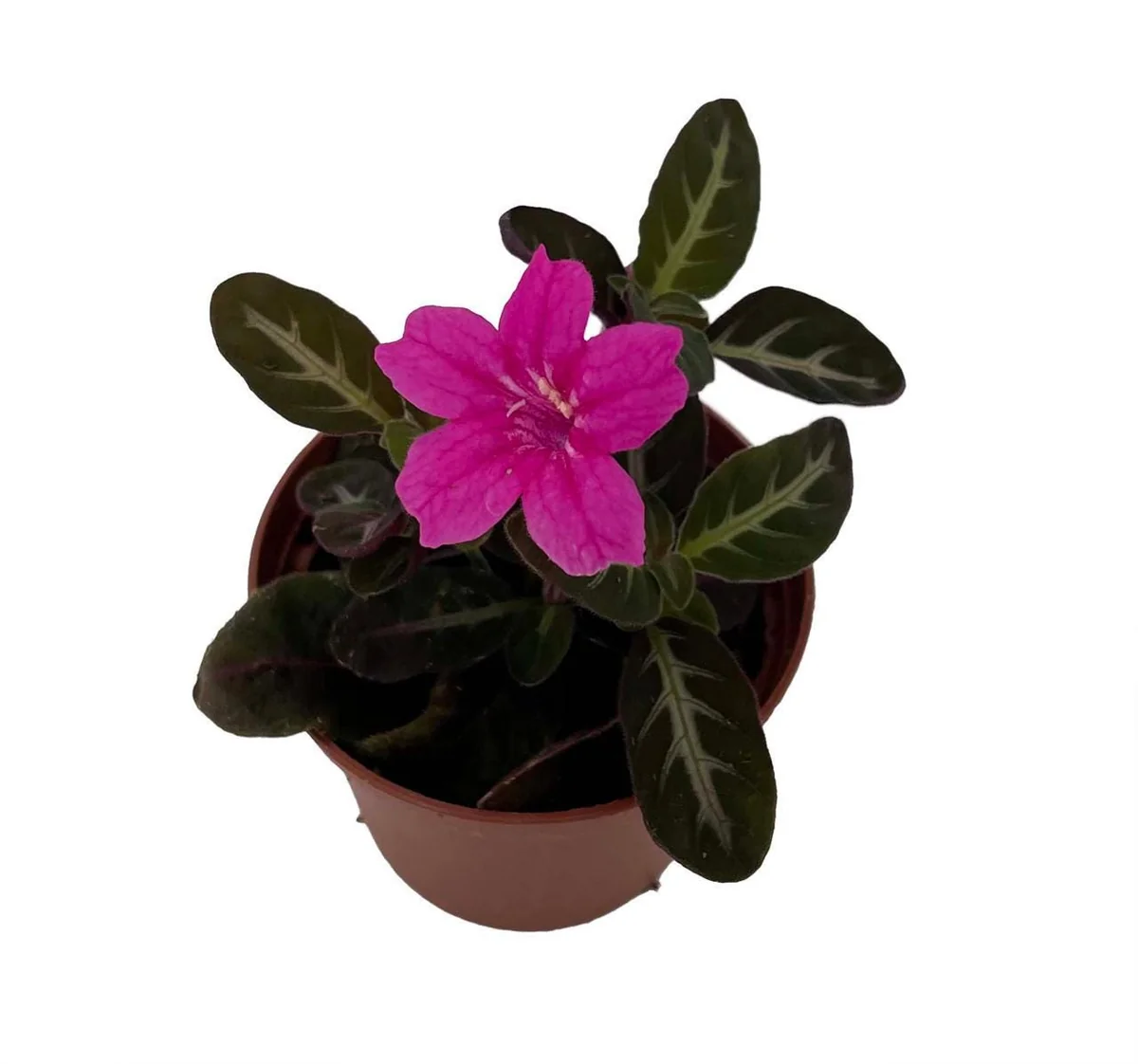 Trailing Velvet Plant Ruellia makoyana Live Plant - 2.5 inch Pot - Indoor - Image 2