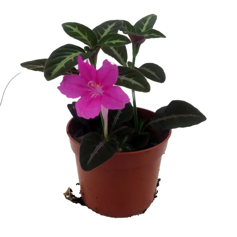 Trailing Velvet Plant Ruellia makoyana - 2.5" Pot