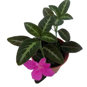 Trailing Velvet Plant Ruellia makoyana Live Plant - 2.5 inch Pot - Indoor - Image 4