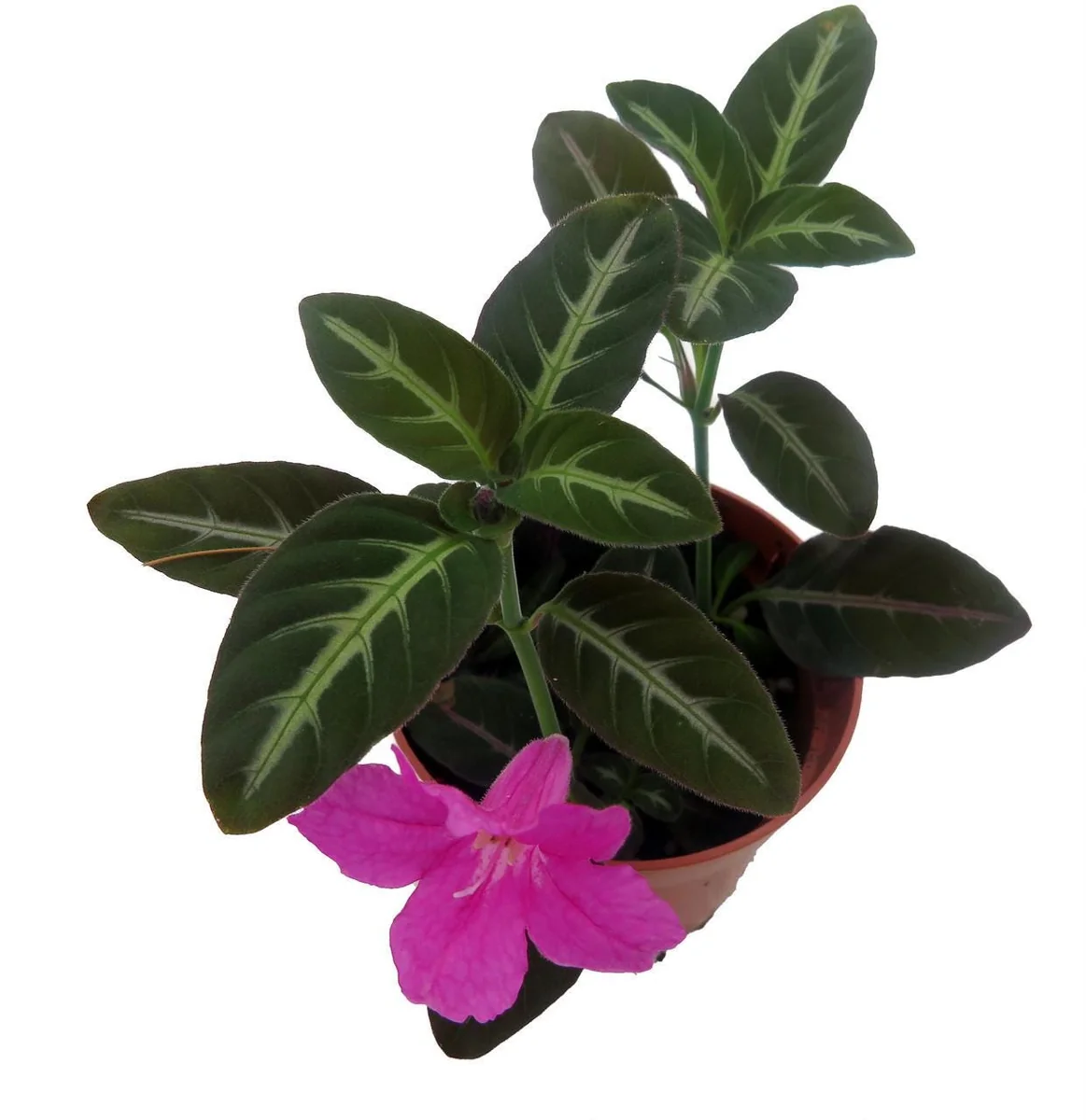 Trailing Velvet Plant Ruellia makoyana Live Plant - 2.5 inch Pot - Indoor - Image 4
