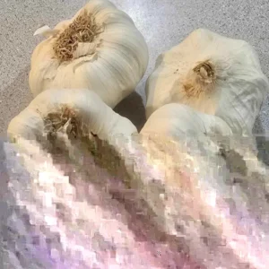 Transylvanian Vampire Garlic Bulbs 1 lb – Organic Softneck for Planting or Eating - Image 2