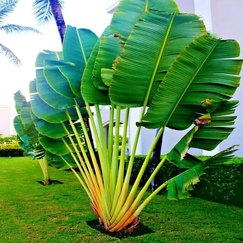 Traveler's Palm Tree Seeds - 5 Count (Ravenala madagascariensis) - Bird of Paradise Plant - Image 3