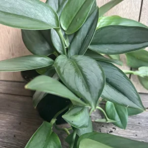 Treubii Moonlight Scindapsus Live Plant - Sterling Silver 6 inch Pot Indoor - Image 4