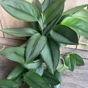 Treubii Moonlight Scindapsus Live Plant - Sterling Silver 6 inch Pot Indoor - Image 6