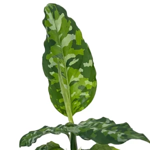 Tricolor Chinese Evergreen Plant - Aglaonema pictum - Live Houseplant - 4" Pot - Image 2