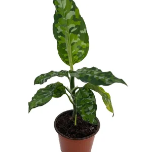 Tricolor Chinese Evergreen Plant - Aglaonema pictum - Live Houseplant - 4" Pot - Image 1