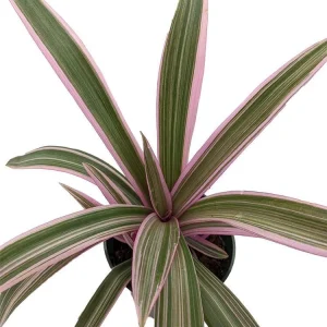 Tricolor Moses in the Cradle Plant - Rhoeo Live Plant - 4 inch Nursery Pot - Indoor Foliage - Image 1