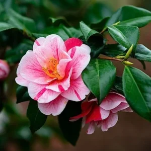 Tricolor Perfecta Camellia Live Plant - 4 inch Pot - White, Red & Pink Flowers - Image 1