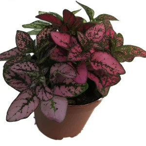 Tricolor Polka Dot Plant Hypoestes Live Plant – 3.5" Pot – Colorful Houseplant - Image 2
