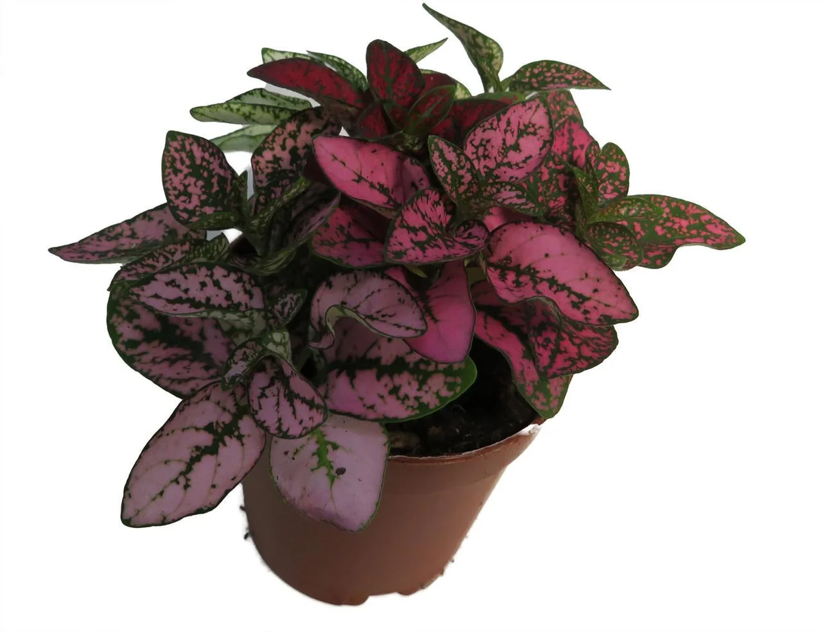 Tricolor Polka Dot Plant Hypoestes Live Plant – 3.5" Pot – Colorful Houseplant - Image 2