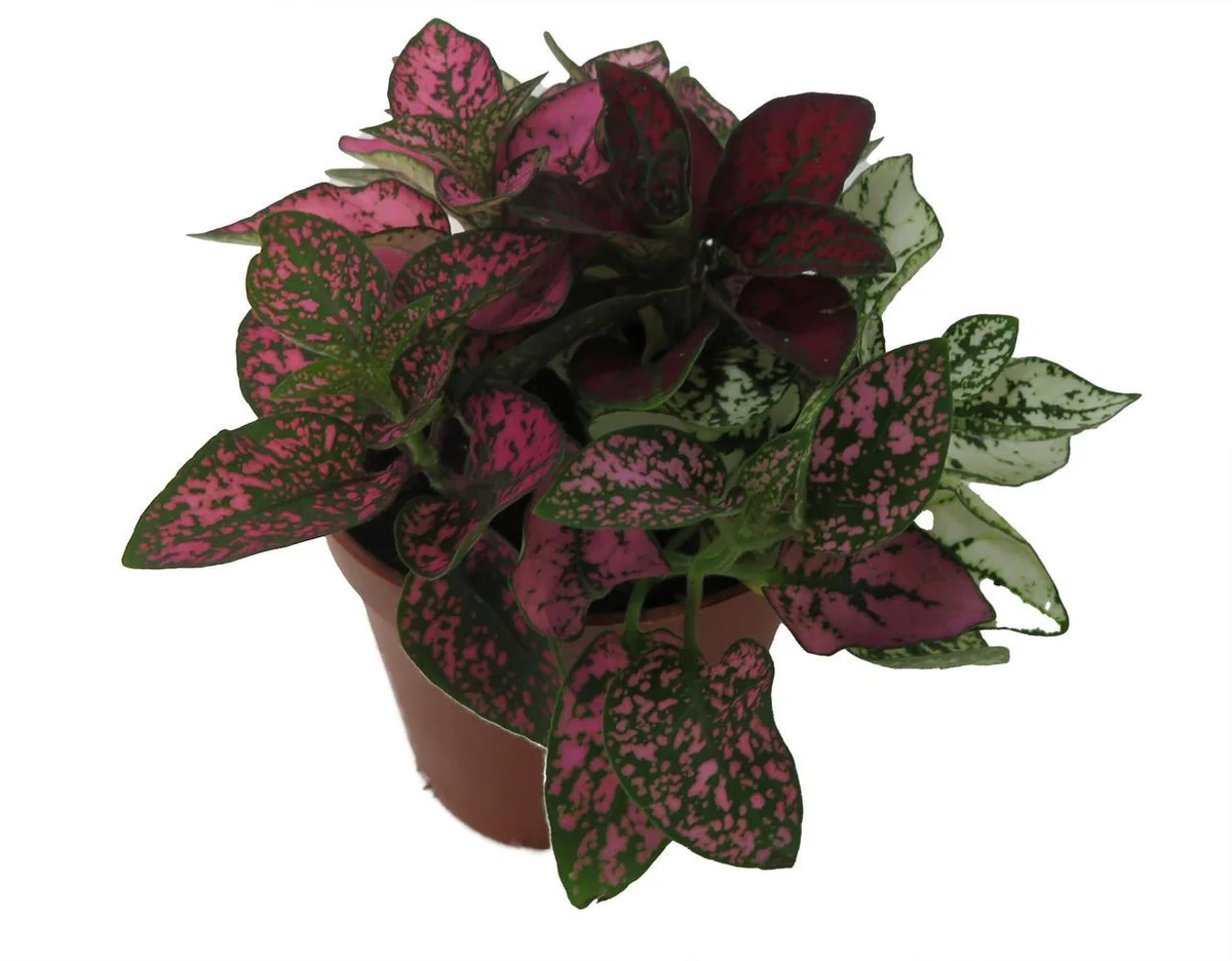 Tricolor Polka Dot Plant Hypoestes Live Plant – 3.5" Pot – Colorful Houseplant - Image 3