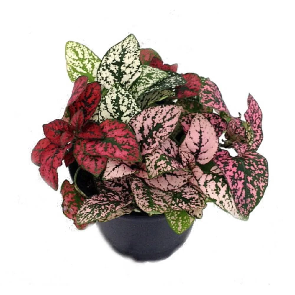 Tricolor Polka Dot Plant Hypoestes Live Plant – 3.5" Pot – Colorful Houseplant - Image 1