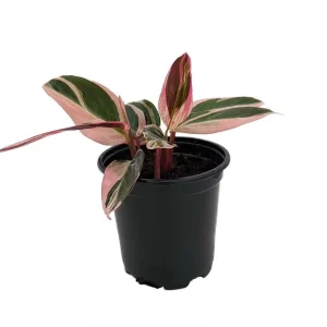 Tricolor Prayer Plant Live Plant - Stromanthe Triostar - 4" Pot Indoor - Image 2