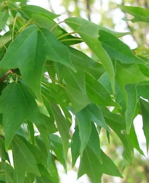 Trident Maple Live Plant - Acer Buergerianum Tree, Quart Pot, Outdoor Deciduous - Image 2