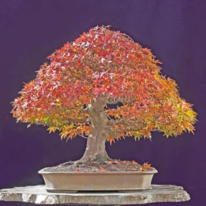 Trident Maple Live Plant - Acer Buergerianum Tree, Quart Pot, Outdoor Deciduous - Image 3