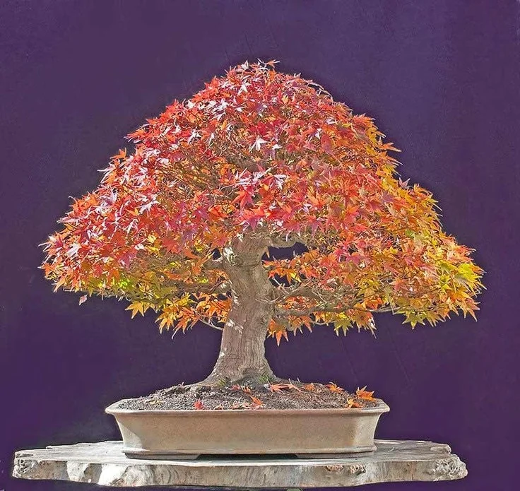 Trident Maple Live Plant - Acer Buergerianum Tree, Quart Pot, Outdoor Deciduous - Image 3