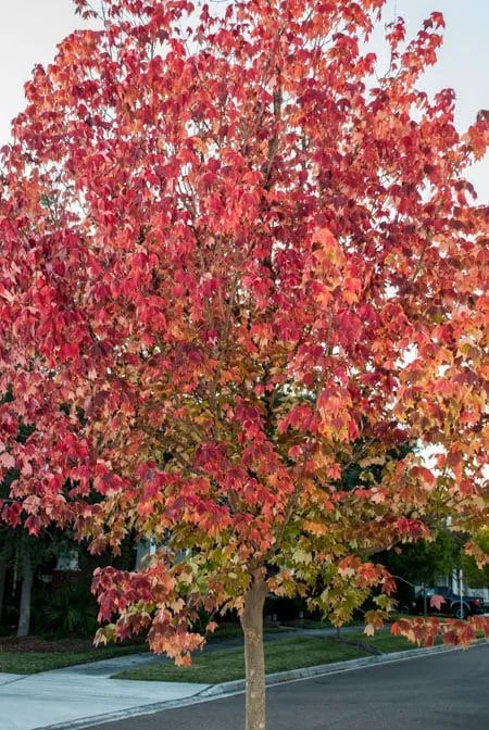 Trident Maple Live Plant - Acer Buergerianum Tree, Quart Pot, Outdoor Deciduous - Image 1