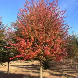 Trident Maple Live Plant - Quart Pot - Bonsai-Friendly Outdoor Tree - Image 2
