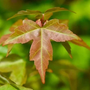 Trident Maple Live Plant - Quart Pot - Bonsai-Friendly Outdoor Tree - Image 3