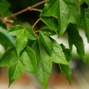 Trident Maple Live Plant - Quart Pot - Bonsai-Friendly Outdoor Tree - Image 6
