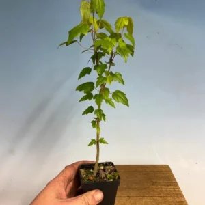 Trident Maple Live Plant - Quart Pot - Bonsai-Friendly Outdoor Tree - Image 7