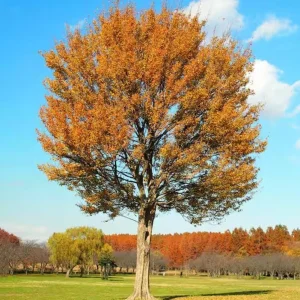 Trident Maple Live Plant - Quart Pot Tree - Ornamental Shade, Bonsai Ready - Image 10