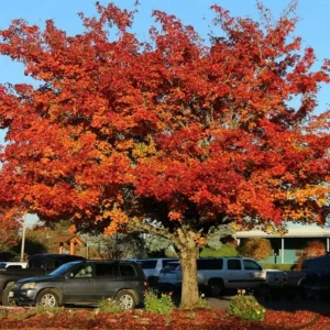 Trident Maple Live Plant - Quart Pot Tree - Ornamental Shade, Bonsai Ready - Image 4