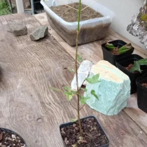 Trident Maple Live Plant - Quart Pot Tree - Ornamental Shade, Bonsai Ready - Image 5