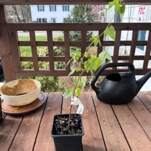 Trident Maple Live Plant - Quart Pot Tree - Ornamental Shade, Bonsai Ready - Image 6