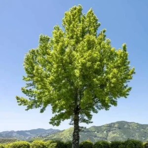 Trident Maple Live Plant - Quart Pot Tree - Ornamental Shade, Bonsai Ready - Image 8