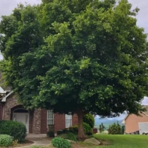 Trident Maple Live Plant - Quart Pot Tree - Ornamental Shade, Bonsai Ready - Image 9