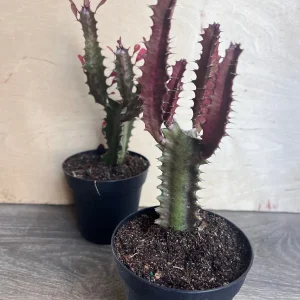 Trigona Purple Live Plant - African Milk Tree Succulent, 4 inch Pot - Image 3