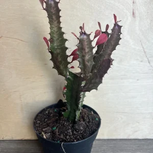 Trigona Purple Live Plant - African Milk Tree Succulent, 4 inch Pot - Image 5